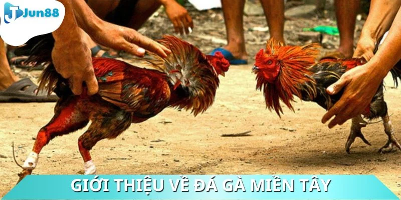Đôi nét cần biết khi tìm hiểu về đá gà miền Tây